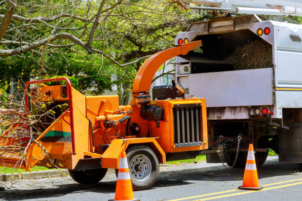 Best Emergency Tree Service  in Iyanbito, NM